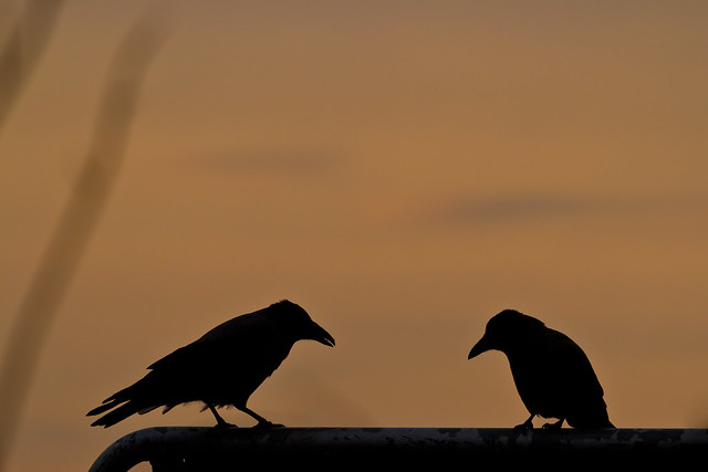 Crows at sunset.
