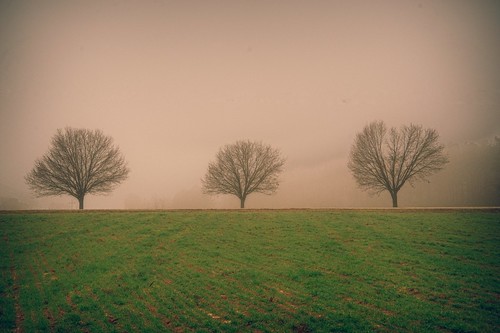 trees fog
