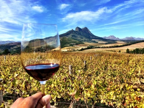 Stellenbosh & wine tasting