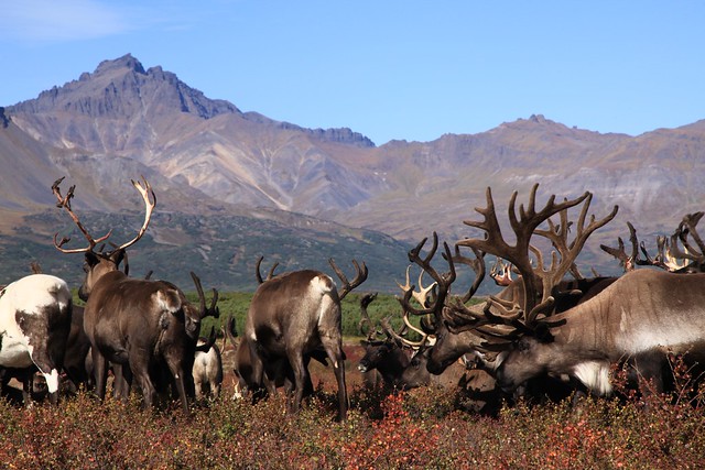 Landscape Reindeer Herd Grazing Bountiful Tundra Even Herders Camp Kamchatka Russia Far East