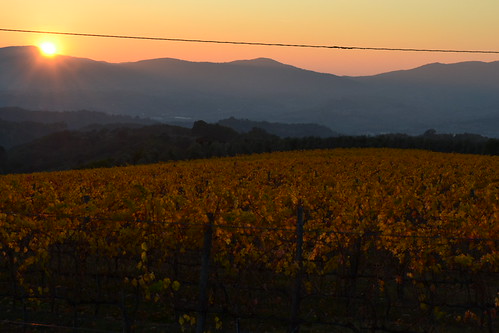 DSC_0749 by Francesco Macelloni, tramonto vino reggello pietrapiana fattoriaibonsi