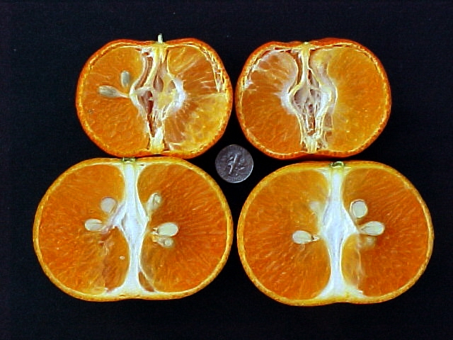 Tangerine: DANCY (top)  &  MURCOTT