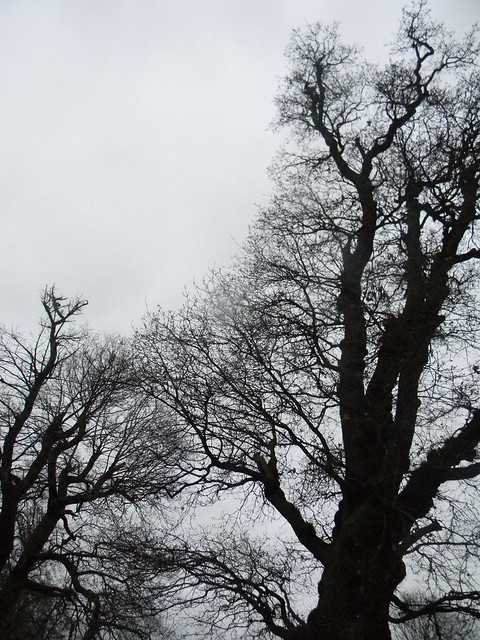 Tree silhouettes Borough Green to Sevenoaks