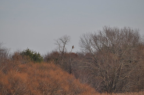 county winter birds landscapes eagle bald marsh salem haliaeetus leucocephalus falconiformes accipitridae mannington