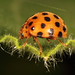 Orange ladybird by kasia-aus