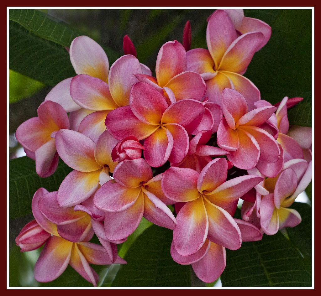 Frangipani blooms in summer-1= | Frangipani blooms in summer… | Flickr