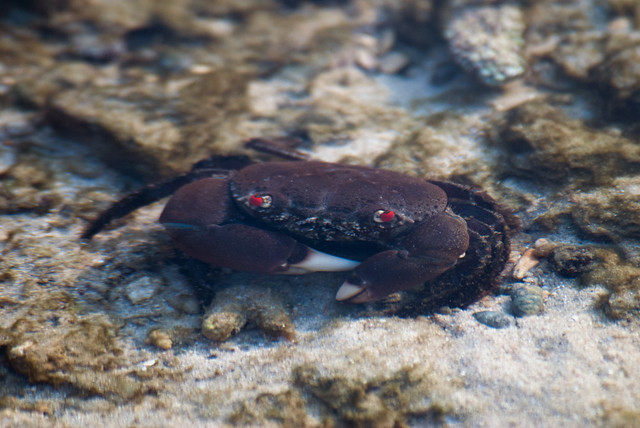 Red-eyed Reef Crab