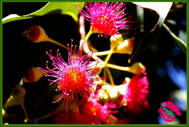 Australian Flowering Gum.