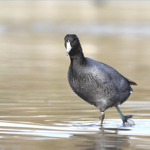 Amercican Coot