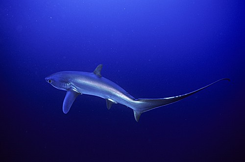 Malapascua