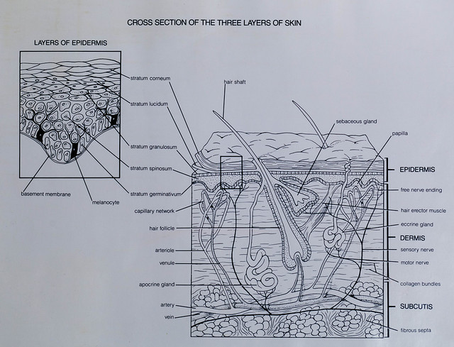 Cross Section of the Three Layers of Skin