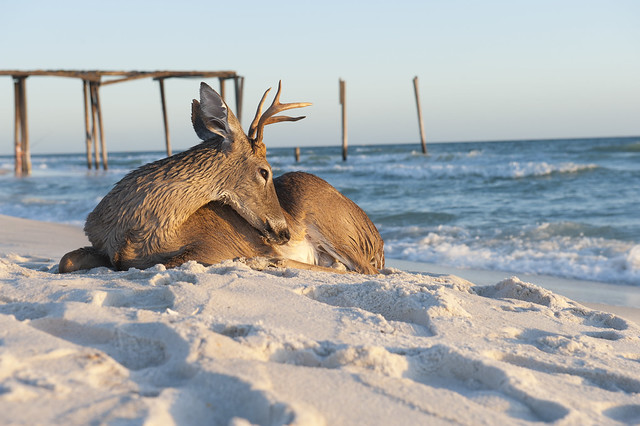 Deer Relaxes in the Gulf Surf