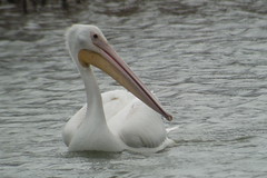 Am. White Pelican, Niagara-on-the-lake, ON