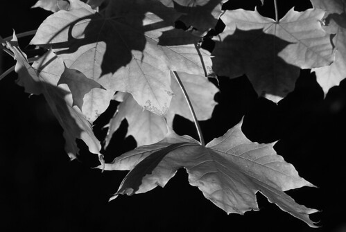 Maple | by arbyreed
