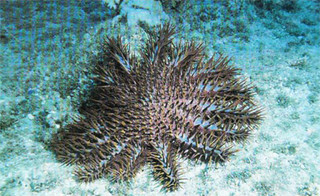The crown-of-thorns starfish (Acanthaster planci) is a large, many-armed invertebrate covered with long and sharp venomous spines. Photo taken by Robert F. Myers for Department of Agriculture's Division of Aquatic and Wildlife Resources (DAWR) Fact Sheets.

Robert F. Myers/DAWR