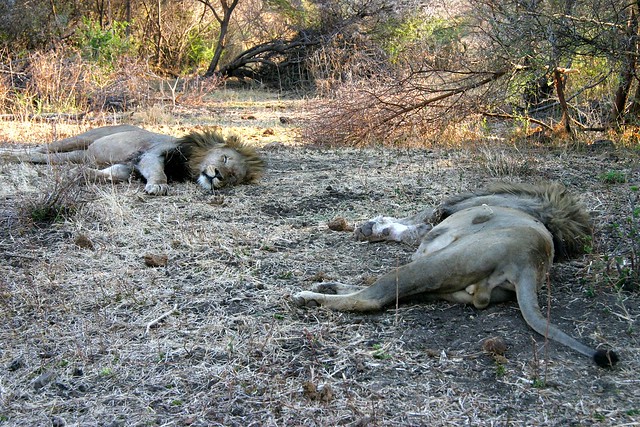 Coppia di giovani leoni si riposano poco dopo un buon pasto