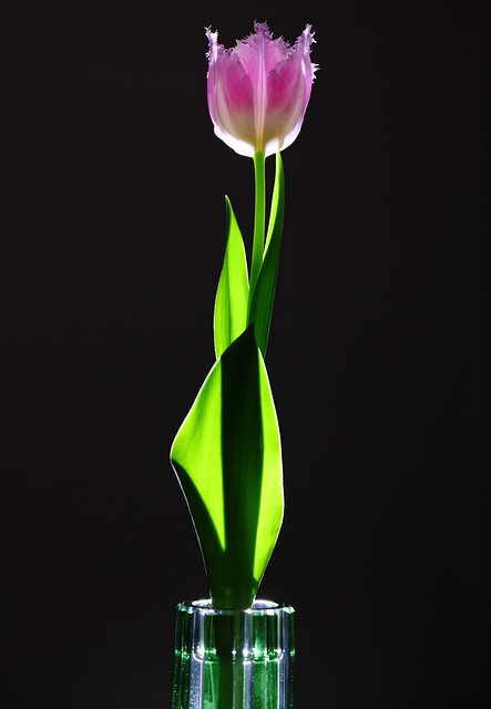Tulip Flower in Thin Crystal Vase