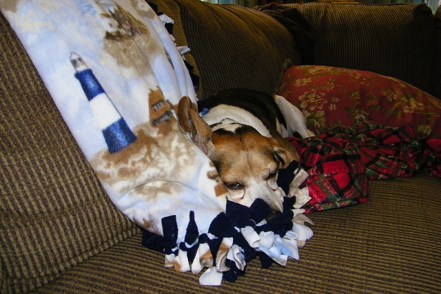 203/365/1298 (December 31, 2011) – Flapjack and my new Lighthouse Blanket