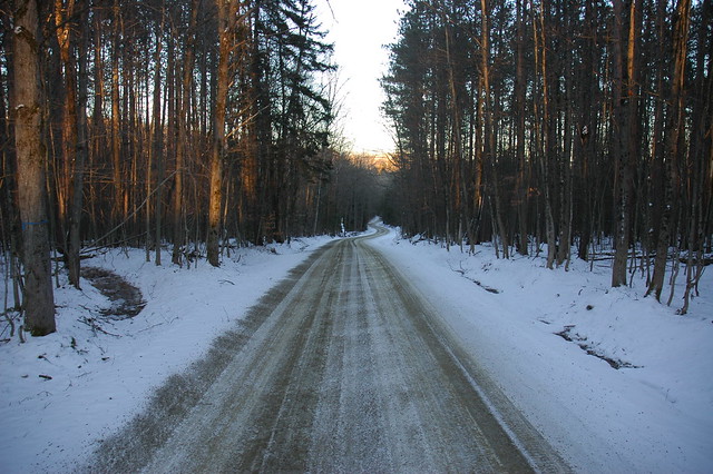 Red Pine Forest Road