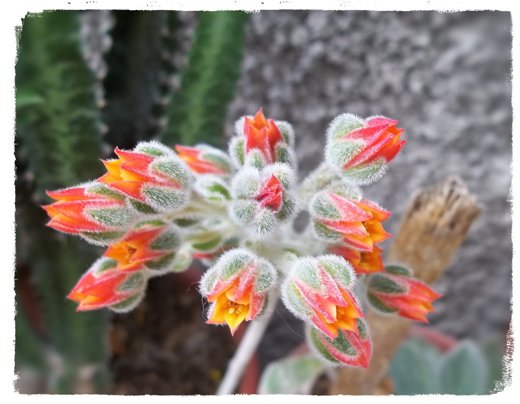 Flor de suculenta echeveria setosa | En el caso de la Echeve… | Flickr