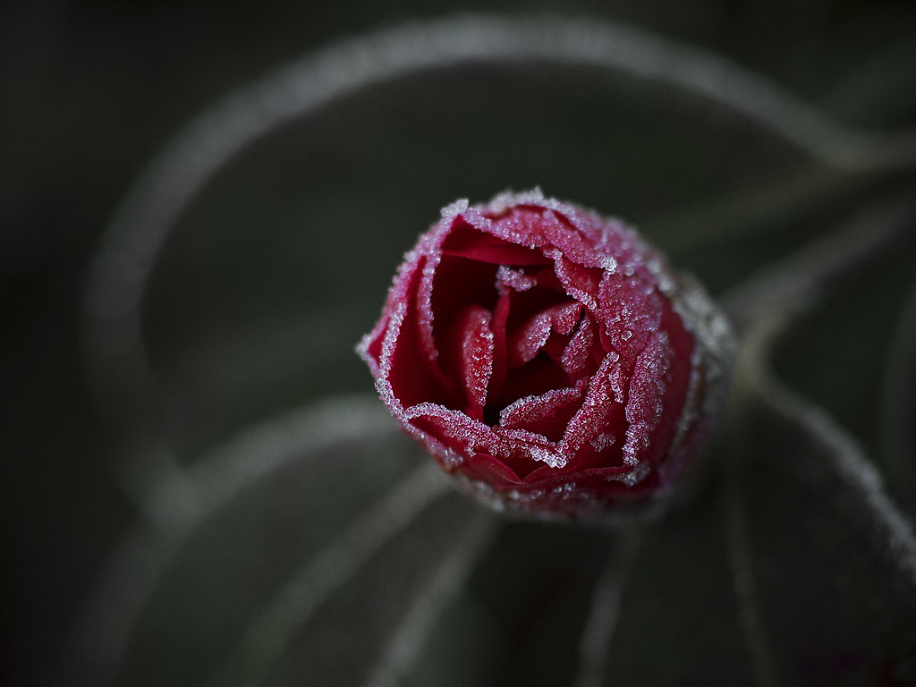 Frosted Camellia by slowhand7530