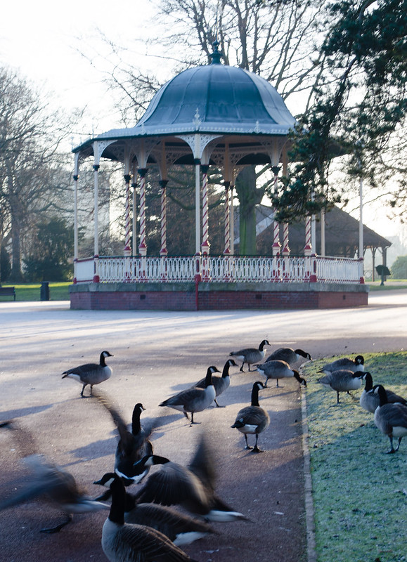 Geese feeding near the West Park bandstand