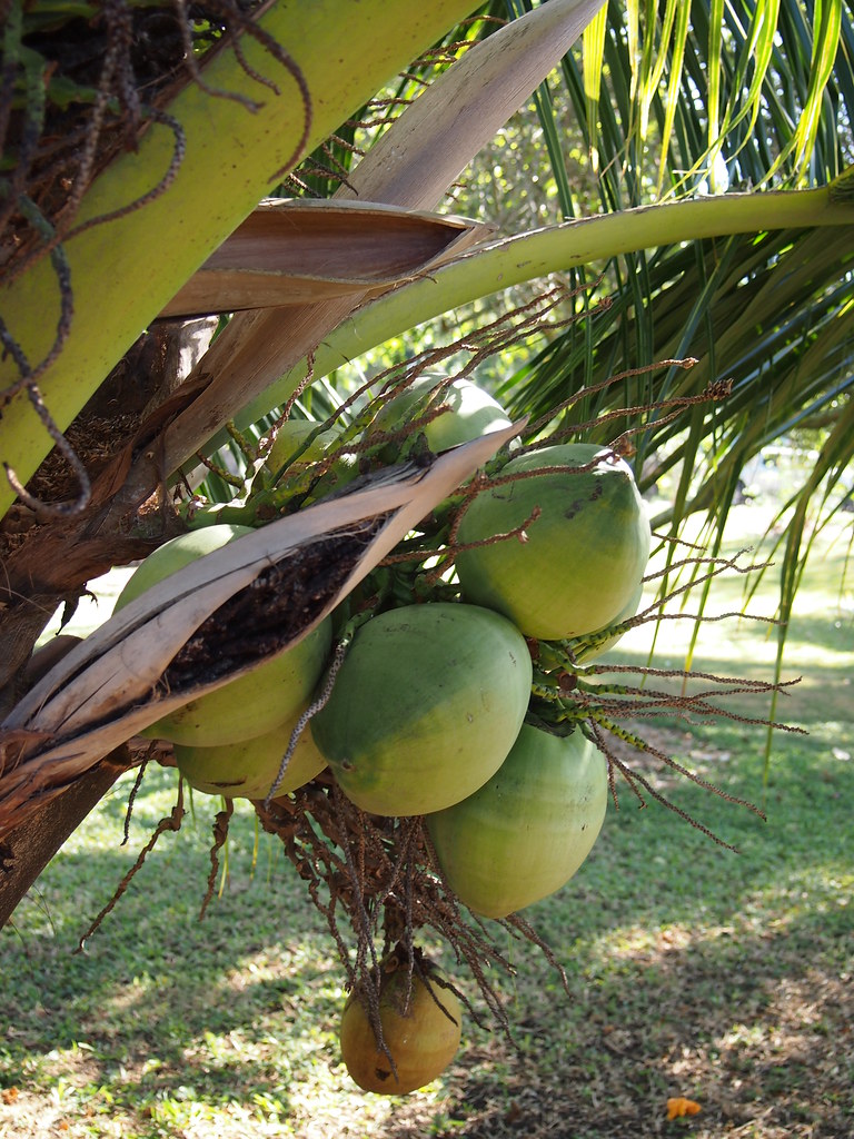 Coconuts on tree branch | For more on Oahu Hawaii visit hawa… | Flickr