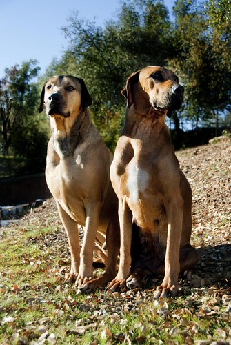 Rhodesian Ridgeback Stud | by raucci7