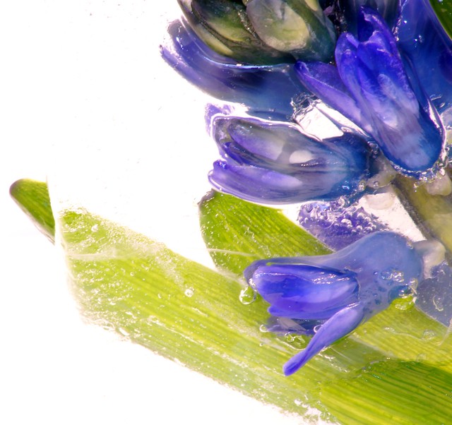 hyacint in ijs (2)
