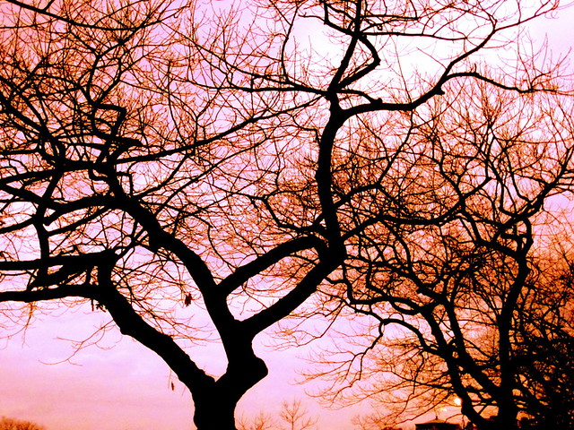 boston allston trees red