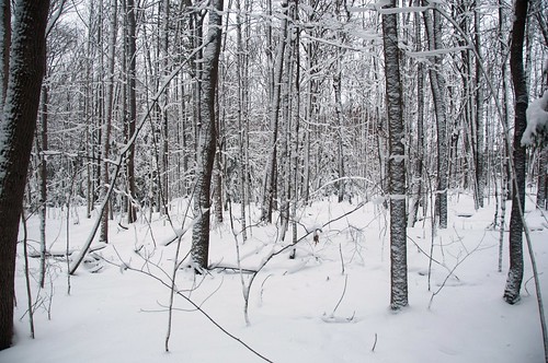 trees winter snow ontario canada cold forest nikon day branches cottage january muskoka winterwonderland 2012 regionwide