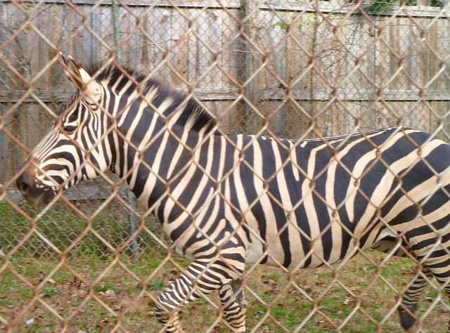 Zebra, Reston Zoo
