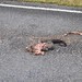 Animal aixafat a la carretera (un de MOLTS)