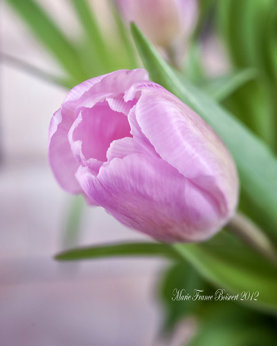 Tulip | by MarieFrance Boisvert