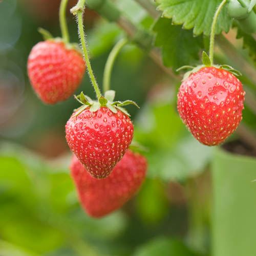 090518_487_Strawberry Tenira.jpg | Strawberry 'Tenira'. A mi… | Flickr