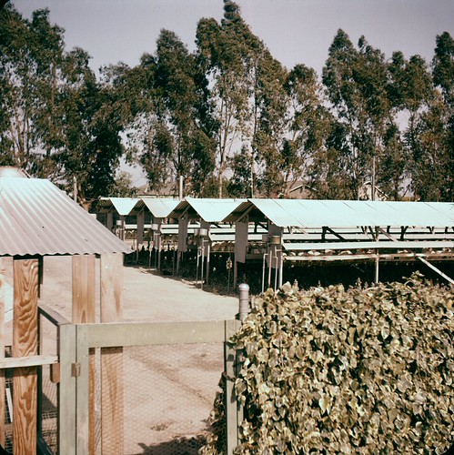 Chicken Ranch, Orange County, 1950s | Location of photo unkn… | Flickr