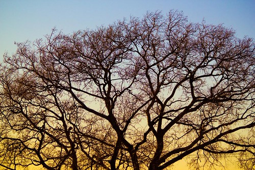 sunset sky tree silhouette rhometexas