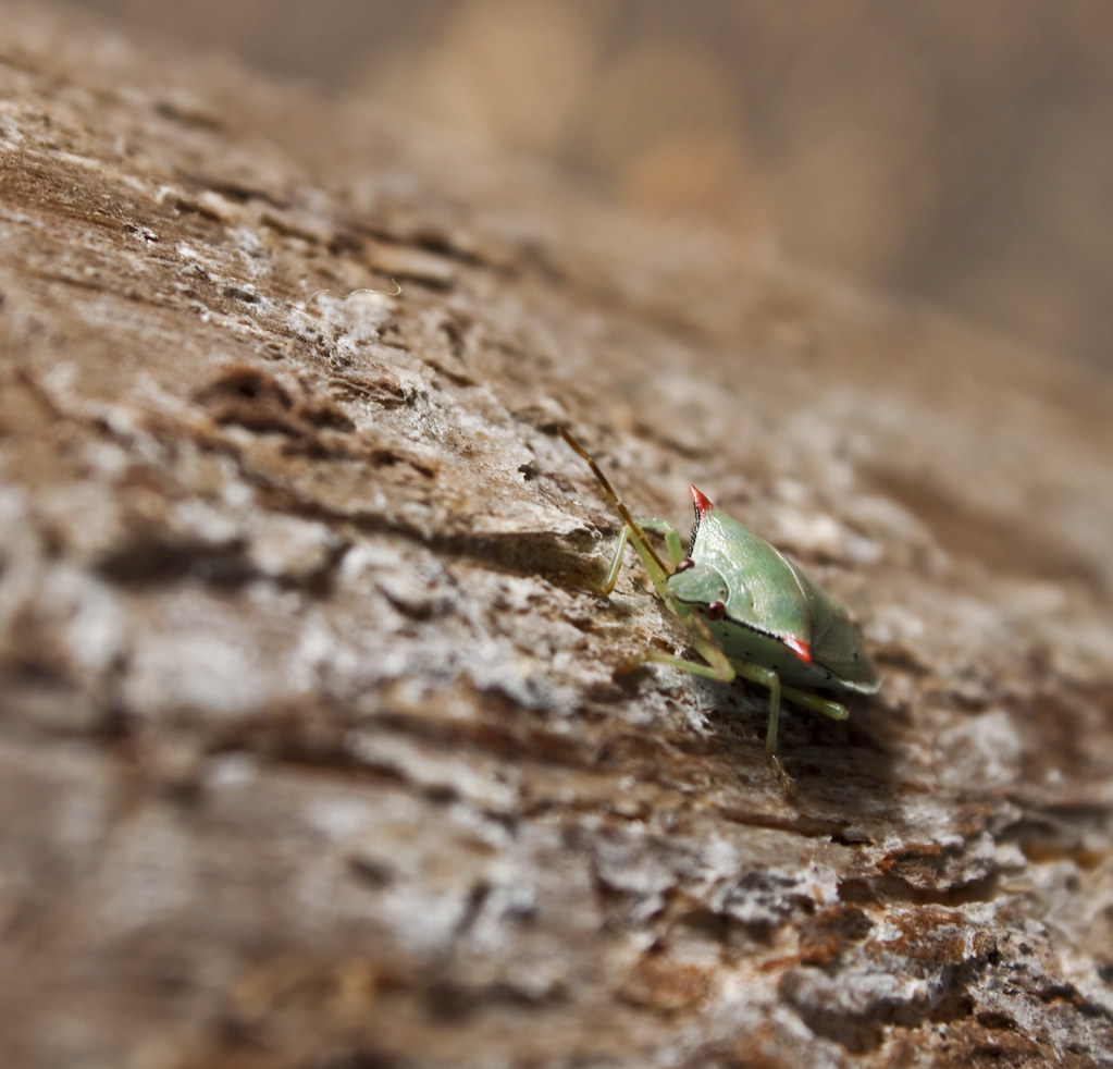 Conchito Insect 079. Bichito | 112 pics in 2012 # 79 Insect or Spider | Vivi_Pineda ...