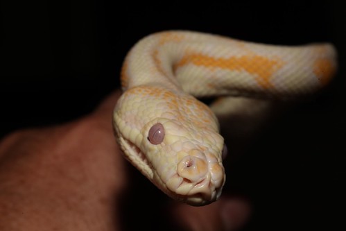 Darwin Carpet Python (Morelia spilota variegata ) - ZooChat