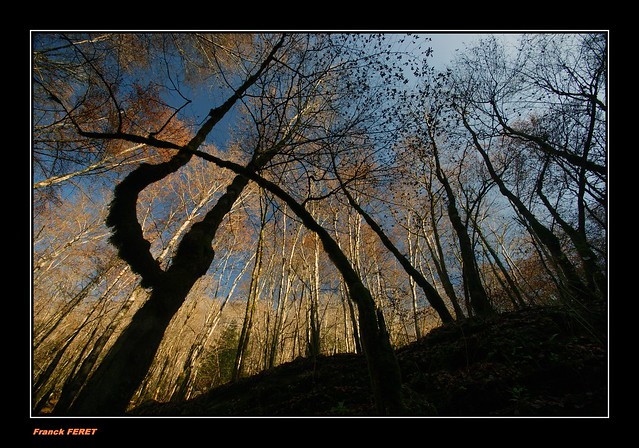 ombre et lumière sur les arbres ** light and shadow on the trees **