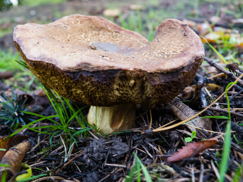 Cracking bolete
