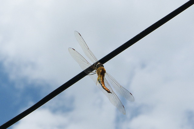 Dragonfly on Wire, Ba Bể National Park