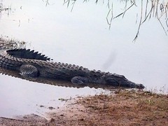 Crocodile in Yalla National Park