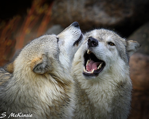 Wolves | by S McKinzie / McKustoms