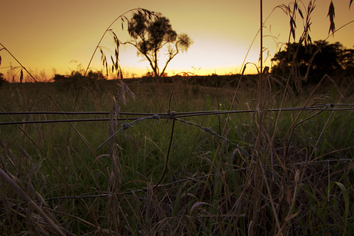 sunset tree grass silhouette fence country barbedwire barbwire 1022