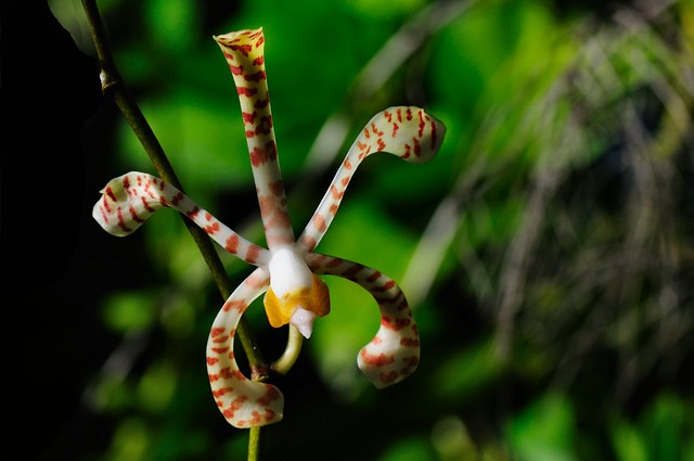 Spider orchid   Arachnis flos-aeris