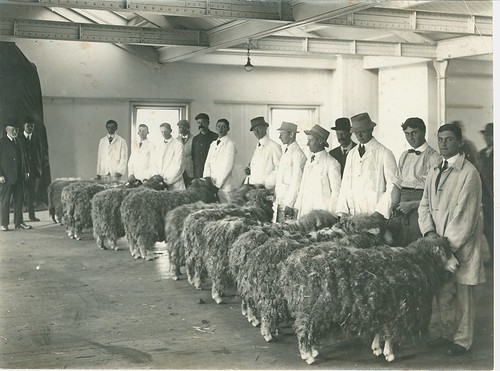 Wool class 1936_6