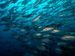Malapascua