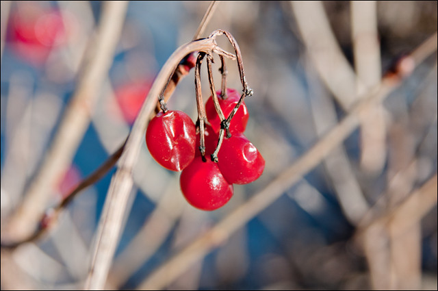 20120127_winter_berries
