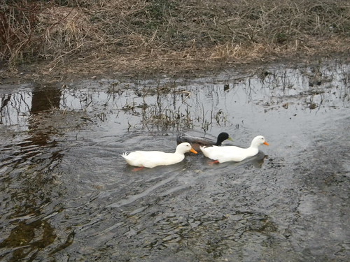 Ducks (Like swans but with shorter necks). Eynsford Circular